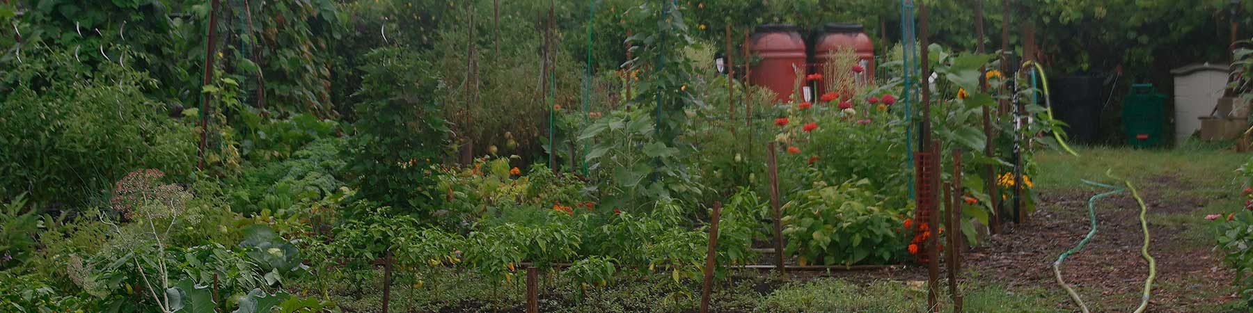 Photo of garden in Georgetown Halton Hills